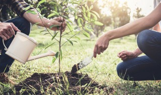 核桃树风水（核桃树风水禁忌）
