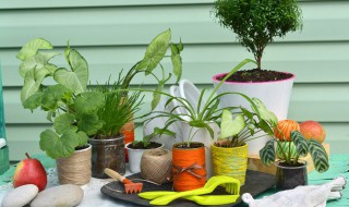 春季金钱树怎么施肥芽儿更粗壮 金钱树浇什么肥长又上粗又壮