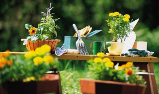 袖珍椰子怎么修剪方法 袖珍椰子如何修剪