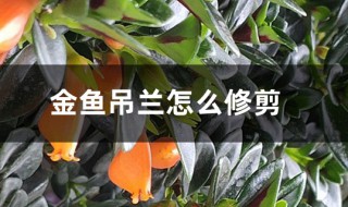 金鱼花怎么修剪方法（金鱼花怎么修剪方法图片）