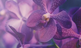 兰花修根后如何剪掉 兰花根修剪后怎么处理