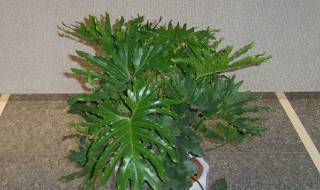 春羽怎么繁殖方法和注意事项 春羽怎么繁殖方法和注意事项图片