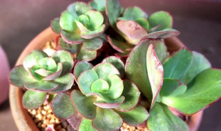 秀妍多肉怎么繁殖方法和注意事项 秀妍多肉怎么繁殖