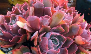 晚霞之舞怎么养长的好 晚霞和晚霞之舞哪个好养