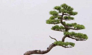 日本黑松怎么养长的好 日本黑松怎么养长的好看