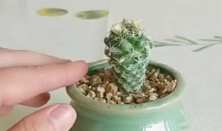 银手指怎么繁殖方法和注意事项（银手指的种植方法）