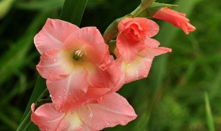 剑兰种球怎么保存（剑兰种球保存多久）