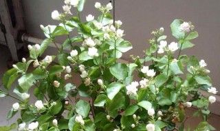 茉莉花花期要怎么养开花量多 茉莉花如何养开花多