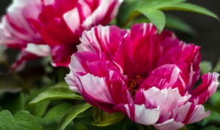 牡丹开花后怎么修剪（牡丹开花后怎么修剪视频）