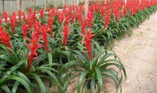 小红星怎么养长的好（小红星好养吗）