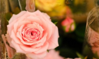 大花月季的养殖方法 大花月季的养殖方法视频