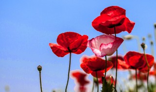 虞美人种植方法和时间（虞美人种植方法和时间和方法）