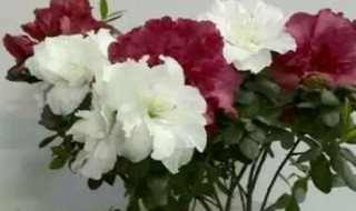 西洋鹃的繁殖方法（西洋鹃的繁殖方法视频）