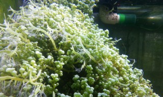 葡萄藻怎么养长的好（葡萄藻怎么养长的好看）