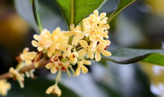 月季花苗养殖方法 月季花苗养殖方法怎样的