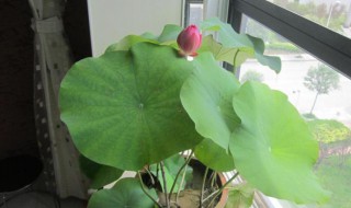 莲子怎么水培养殖方法 莲子的养殖方法