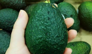 牛油果怎么发芽快（牛油果如何发芽快）