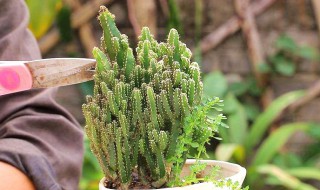 万重山怎么浇水方法（万重山怎么浇水方法视频）