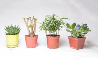 白花紫露草怎么修剪方法（白花紫露草怎么修剪方法视频）