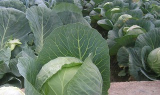 卷心菜种子怎么来的 卷心菜是种子植物吗