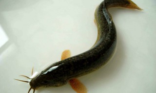 鳅鱼是塘鲺鱼吗（鳅鱼与塘鲺有什么区别）