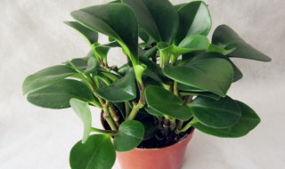 绿霸王养殖方法是什么（绿霸王养殖方法是什么样的）