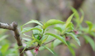 桃树育苗时间和方法 桃树苗种植时间