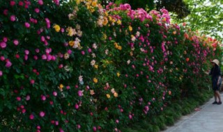 爬藤月季的养殖方法（爬藤月季的养殖方法视频）