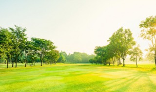 海南洒金榕养殖方法（海南洒金榕养殖方法和技术）