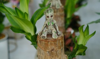 巴西木的养殖养护方法（巴西木的养殖养护方法视频）