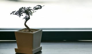 鸢尾的繁殖方法（德国鸢尾的繁殖方法）