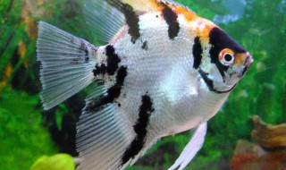 燕鱼配对最佳方法（燕鱼配对最佳方法图解）