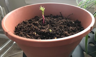 芍药根块带芽种植的方法 芍药根块带芽种植方法盆栽