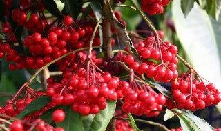 朱砂根的繁殖方法（朱砂根的繁殖方法有哪些）