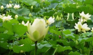 姜荷花的繁殖方法 姜荷花的繁殖方法图解