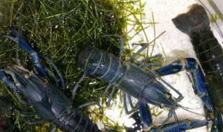 澳洲龙虾室内养殖方法（澳洲龙虾室内养殖方法有哪些）