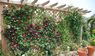 盆栽藤本月季种植方法 盆栽藤本月季种植方法和时间