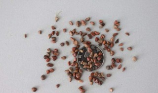 月季种子的种植方法和时间（月季种子的种植方法和时间表）