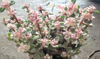 雅乐之舞的繁殖方法 雅乐之舞如何繁殖