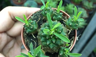 铁甲麒麟养殖方法和注意事项 铁甲麒麟养殖方法和注意事项视频