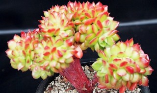 蒂亚怎么爆盆快（蒂亚多肉容易爆盆的养殖方法）