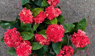 盆栽龙船花怎么浇水方法 盆栽龙船花怎么浇水方法图解