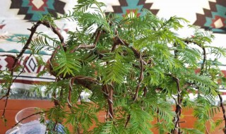 水杉盆景怎么浇水方法 水杉盆景怎么浇水方法视频