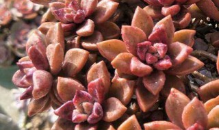 姬胧月的繁殖方法（胧姬月的养殖方法）