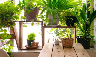 建兰的繁殖方法 建兰的繁殖方法和过程