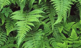 金丝猴蕨养殖方法（金丝猴蕨的养殖方法）