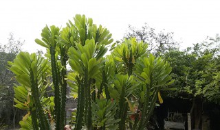 植物霸王鞭的养殖方法（植物霸王鞭的养殖方法图片）