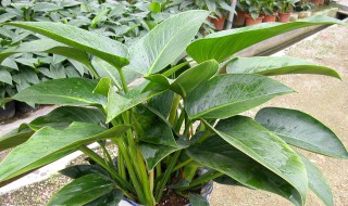 金钻的繁殖方法（金钻的养殖方法和风水）