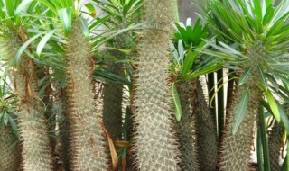 非洲霸王树的养殖方法 非洲霸王树盆栽