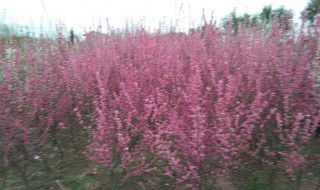 骨里红红梅的养殖方法和注意事项（骨里红梅怎么养）